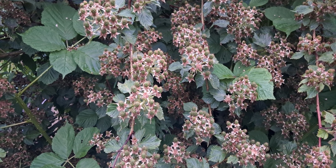 Обрезка ежевики: секреты обильного урожая без хлопот