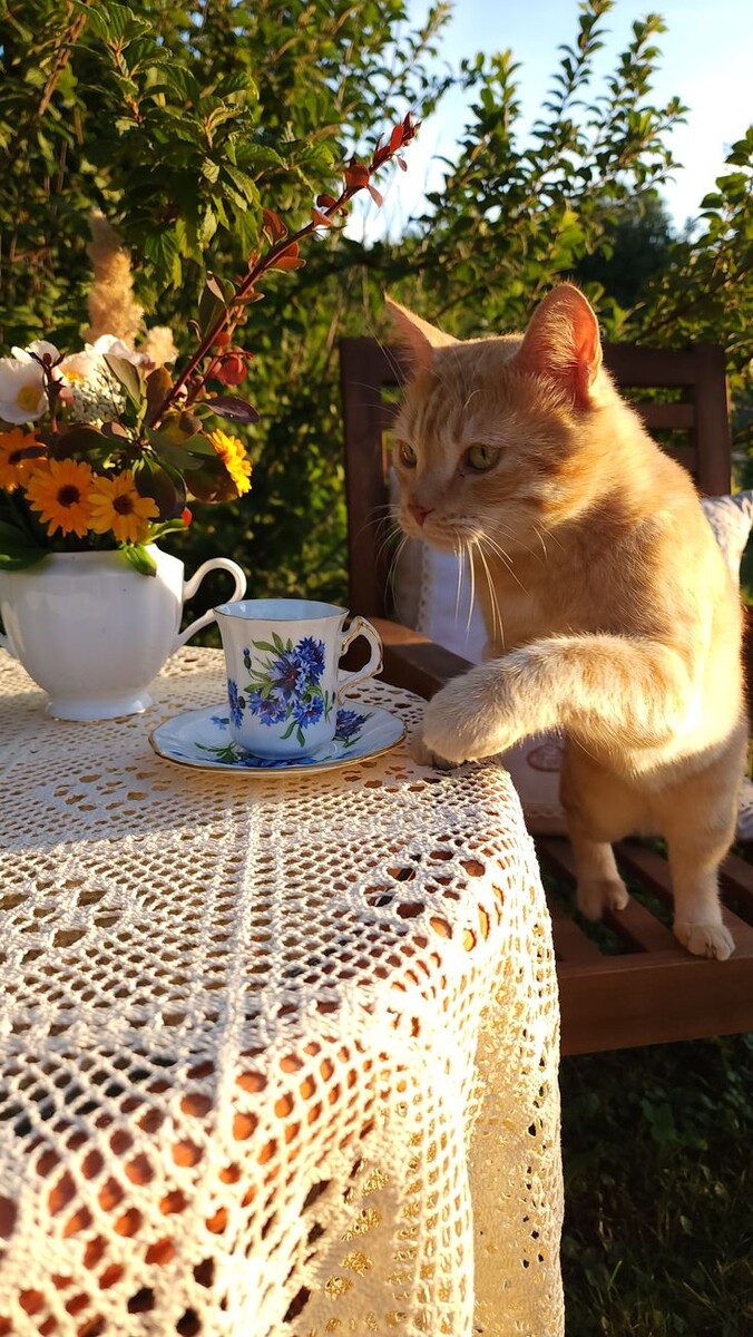 Вот это — воспитанный котик. Пьёт из чашечки, сидит за столиком 😸