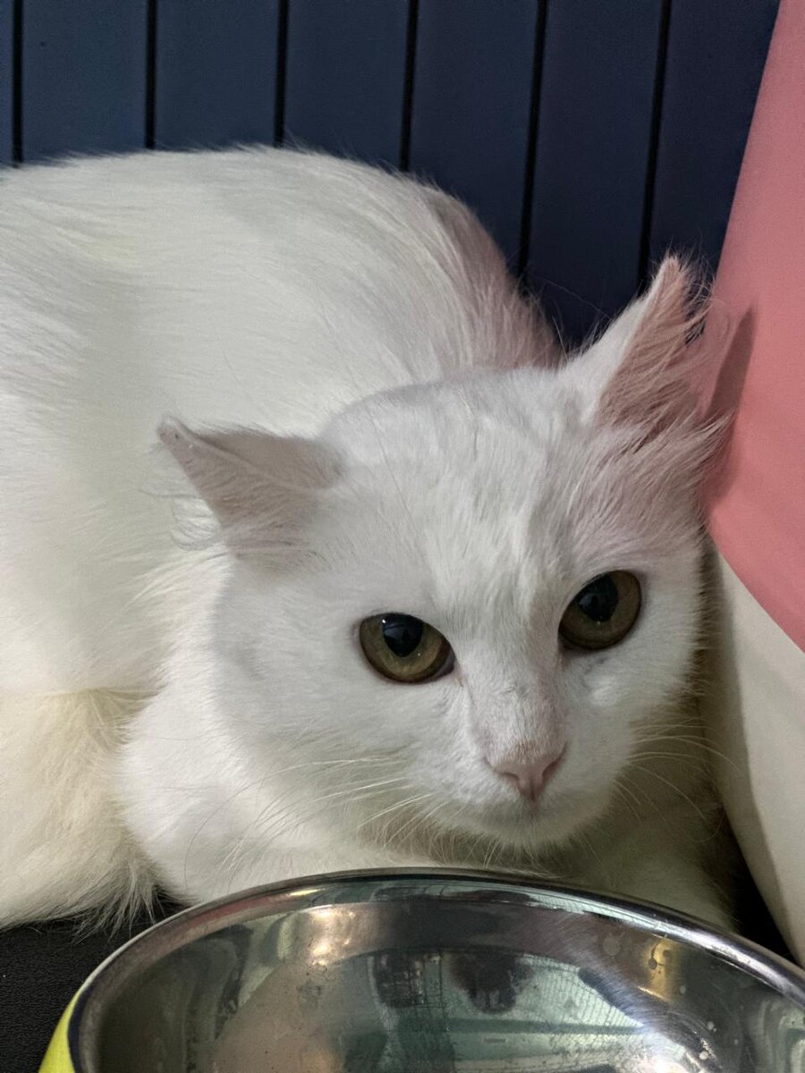 Даже взгляд у этой кошки уже другой