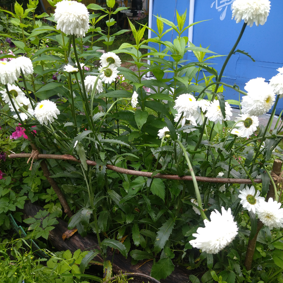 Опора для нивяника