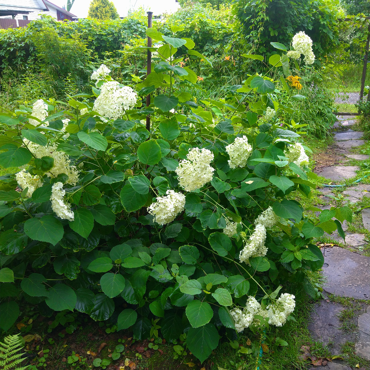 Гортензия Анабель после ливня