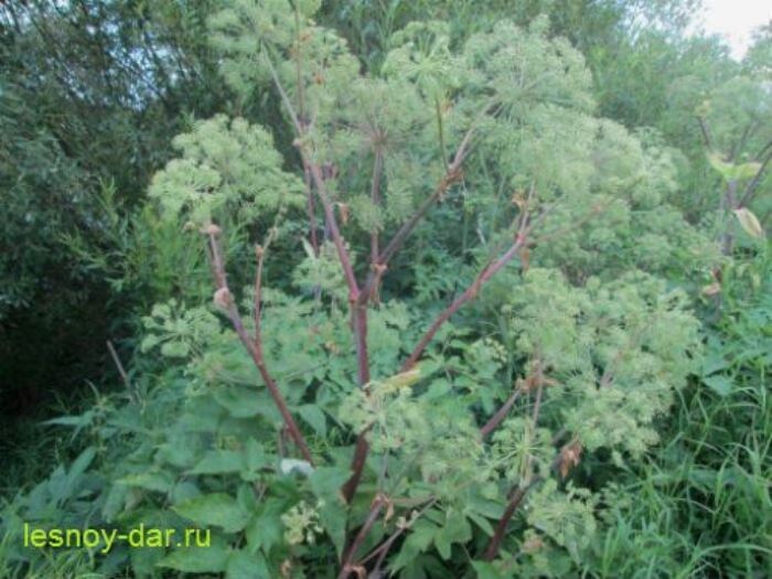 Это дягиль лекарственный (фото с блога "Лесная кладовая")