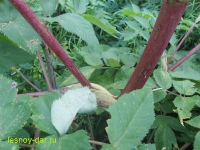 Стебель дягиля лекарственного. Видно вздутое листовое влагалище, охватывающее основание бокового побега и черешок листа (фото с блога "Лесная кладовая")