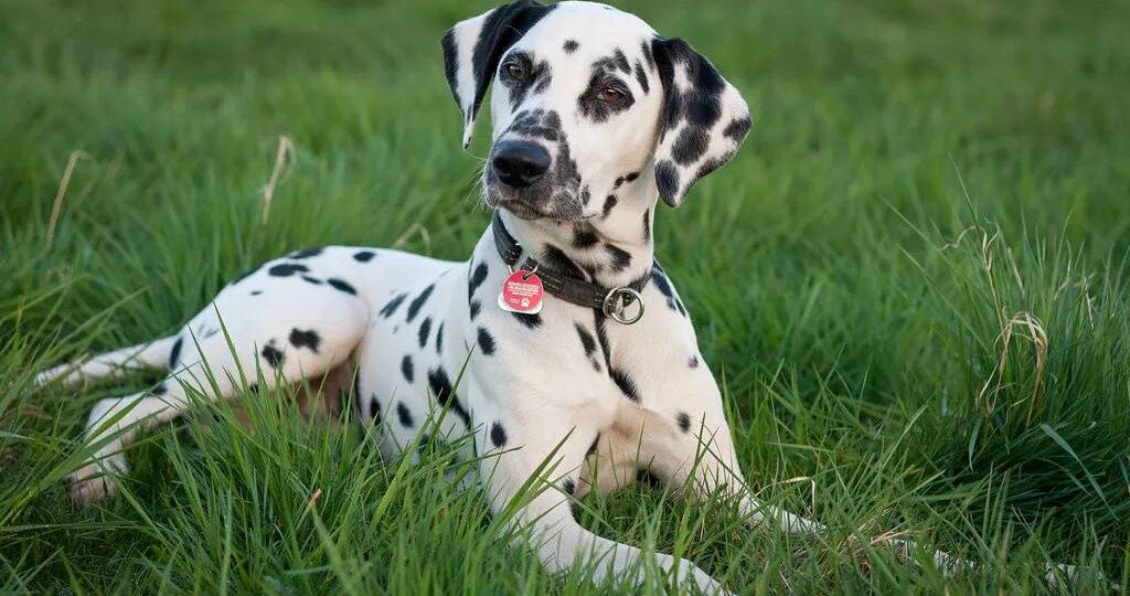 Далматин: пятнистый друг или головная боль? Разбираем плюсы и минусы породы