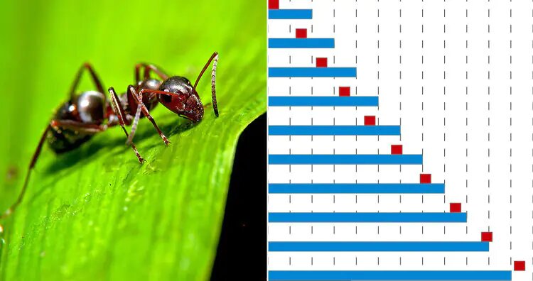 Image Source: Luke Elstad,Hyacinth