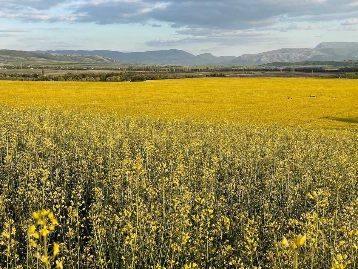    крым 24 Elena Maltseva