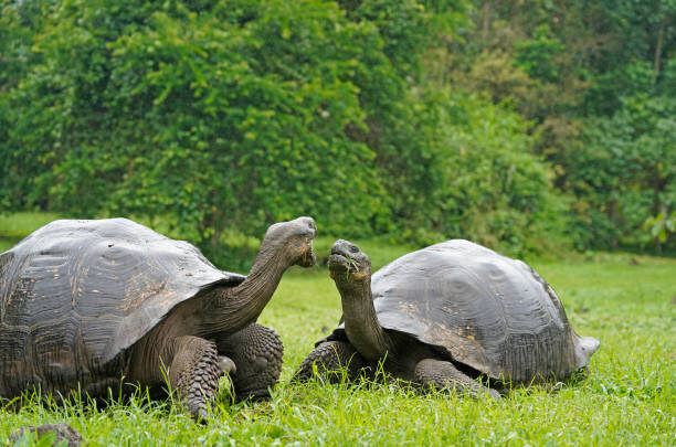 Галапагосский черепах