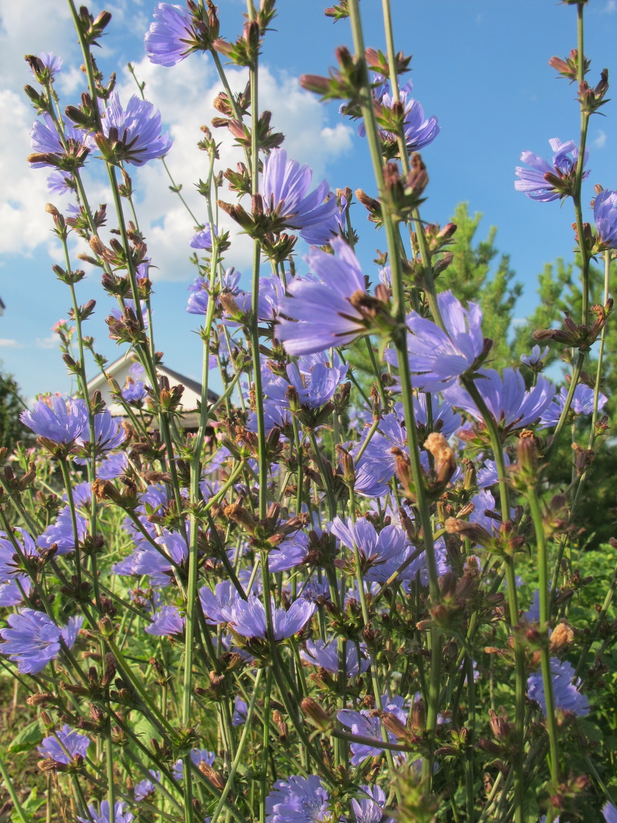 Только в определённые часы цикорий покоряет своей небесной синевой. В остальное время-это просто длинные стебли...