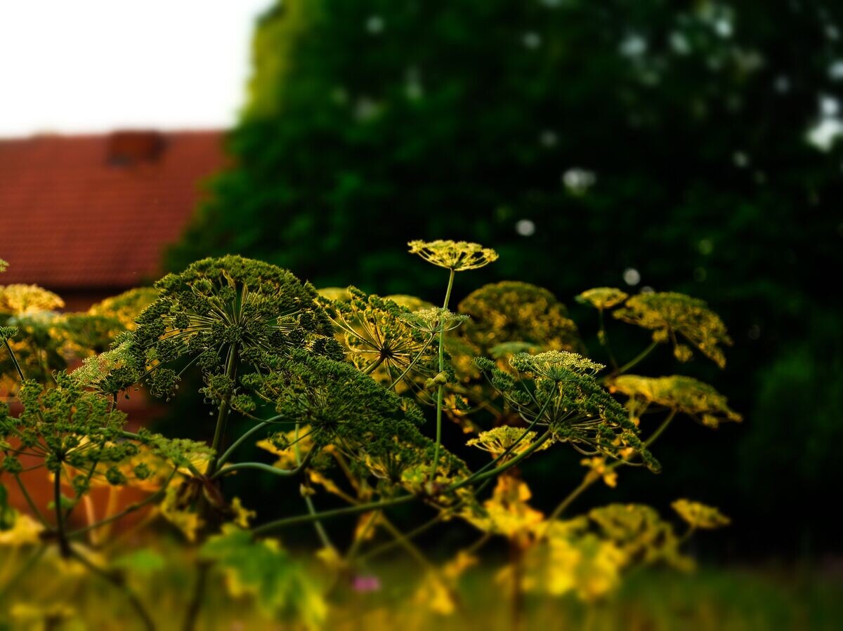    Борщевик © РИА Новости / Александр Вильф