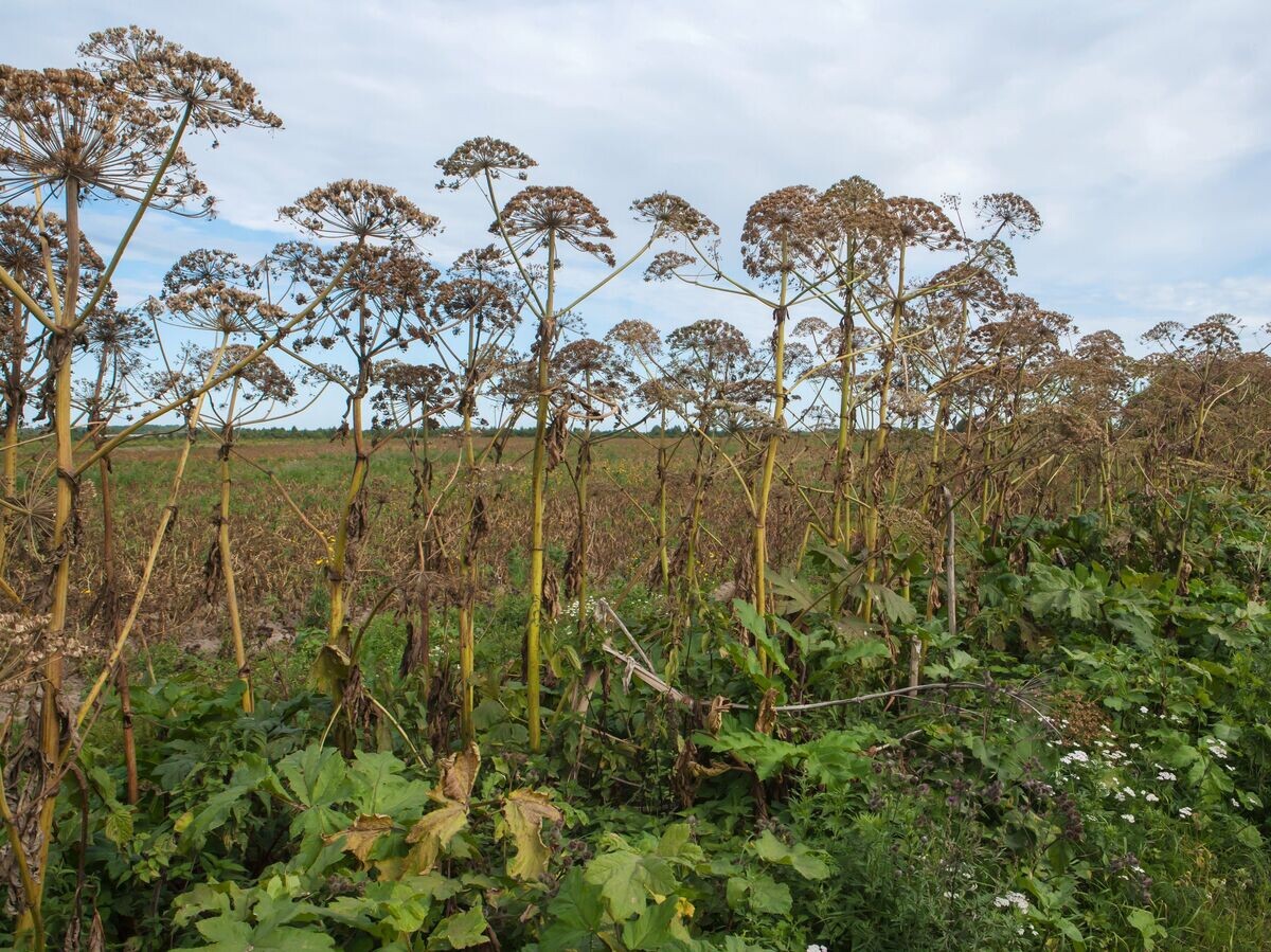    Заросли борщевика© РИА Новости / Игорь Подгорный