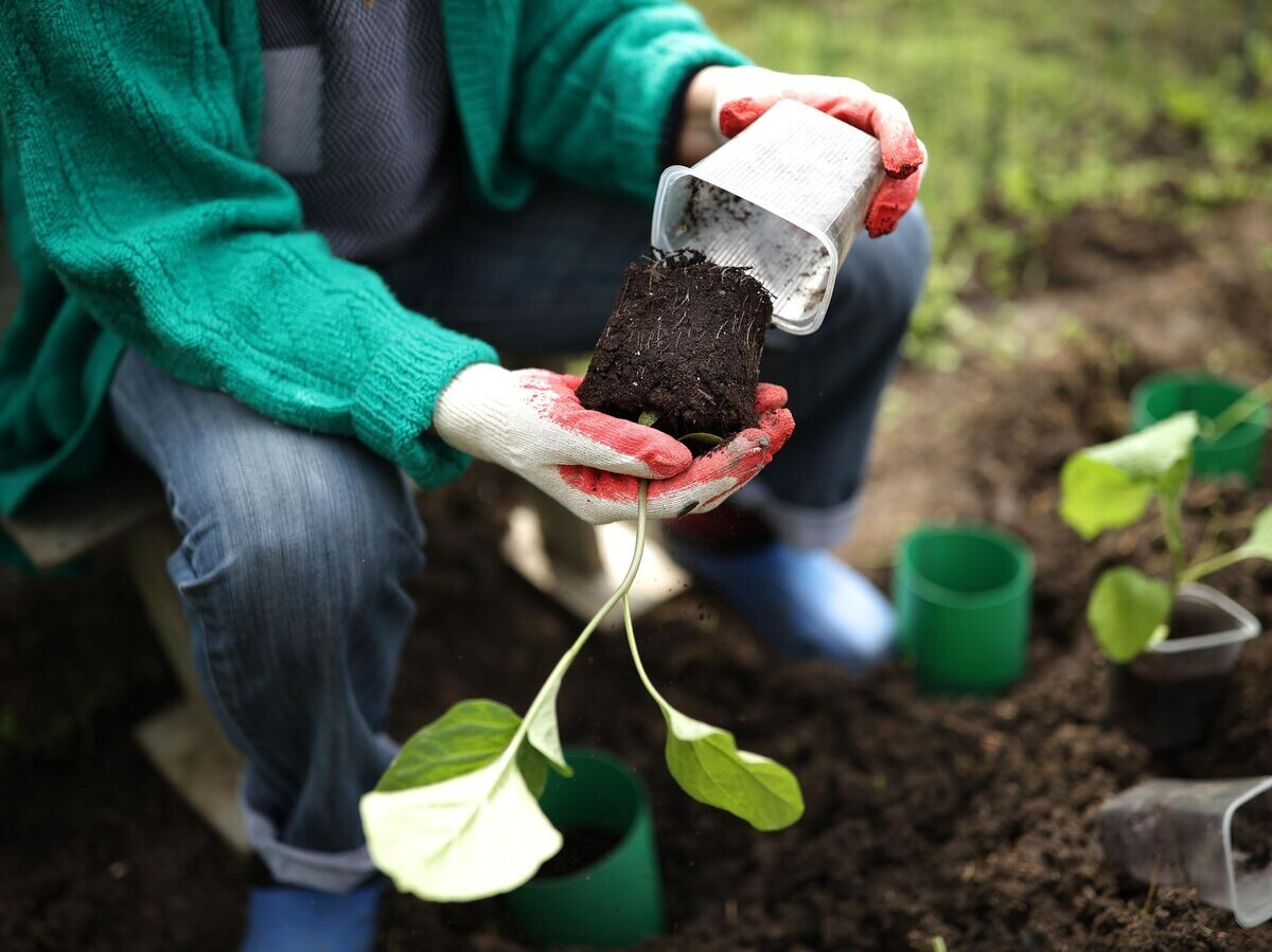    Женщина занимается посадкой саженцев на своем участке© РИА Новости / Виталий Тимкив