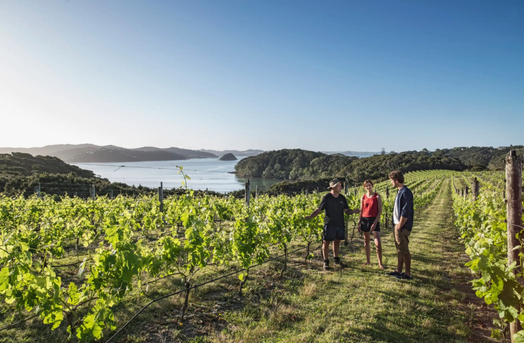 Новозеландская земля оказалась весьма подходящей для выращивания винограда