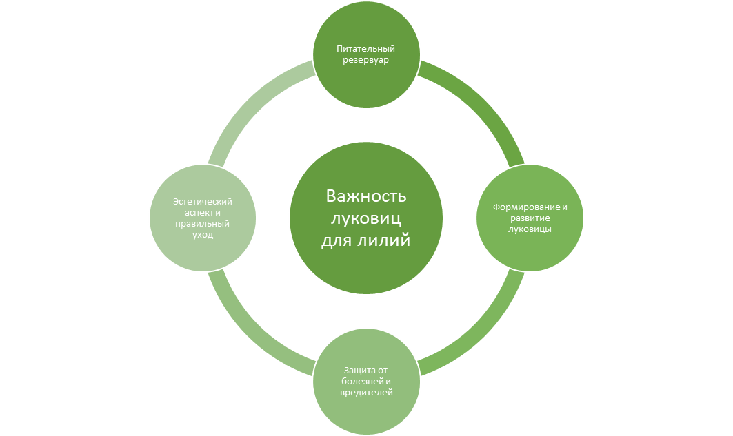 Важность луковиц для лилий