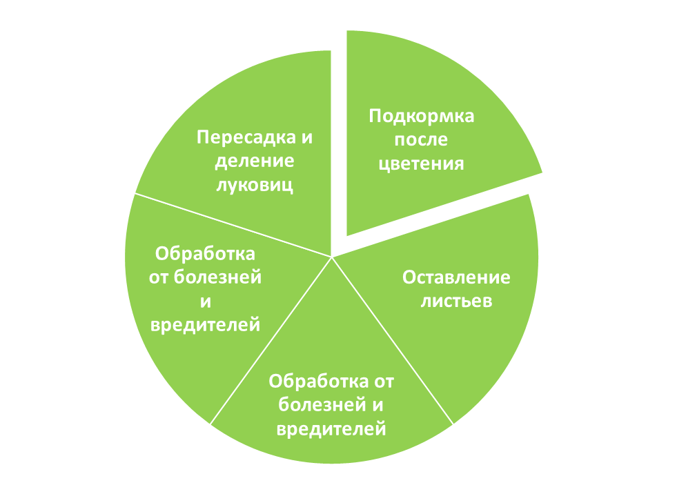 Как правильно ухаживать за лилиями после цветения: 5 советов для красивого цветения в следующем году
