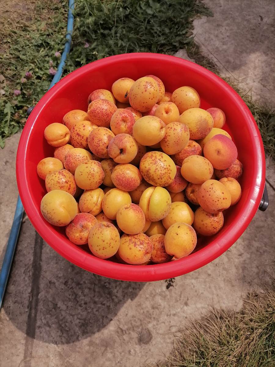"Северный триумф" натрясли в простынь
