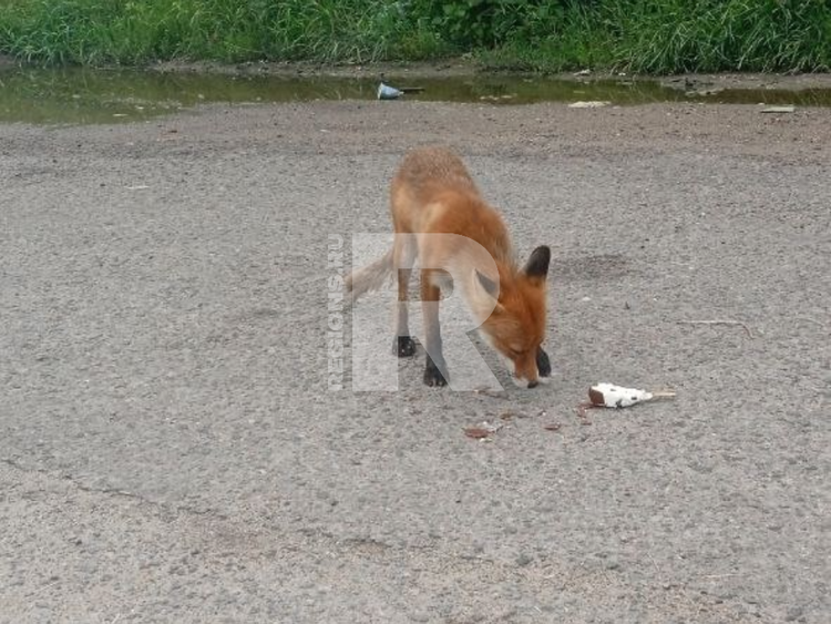    Regions/Юлия Куделькина