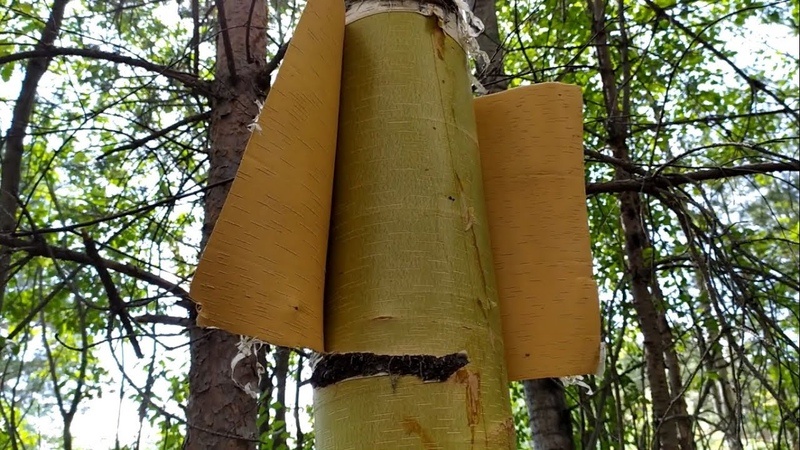 сбор коры в лесу весной