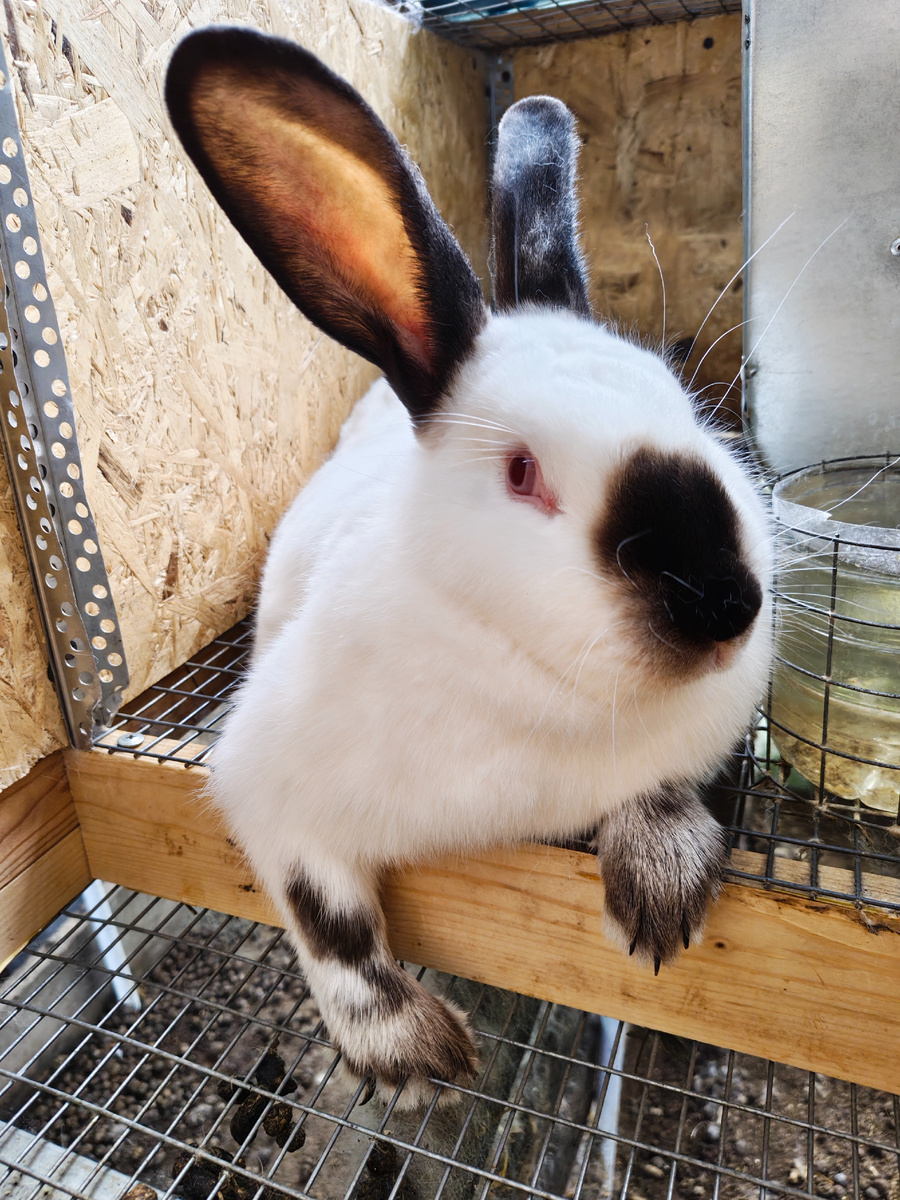 Альфа первая из двух крольчих в нашем хозяйстве 