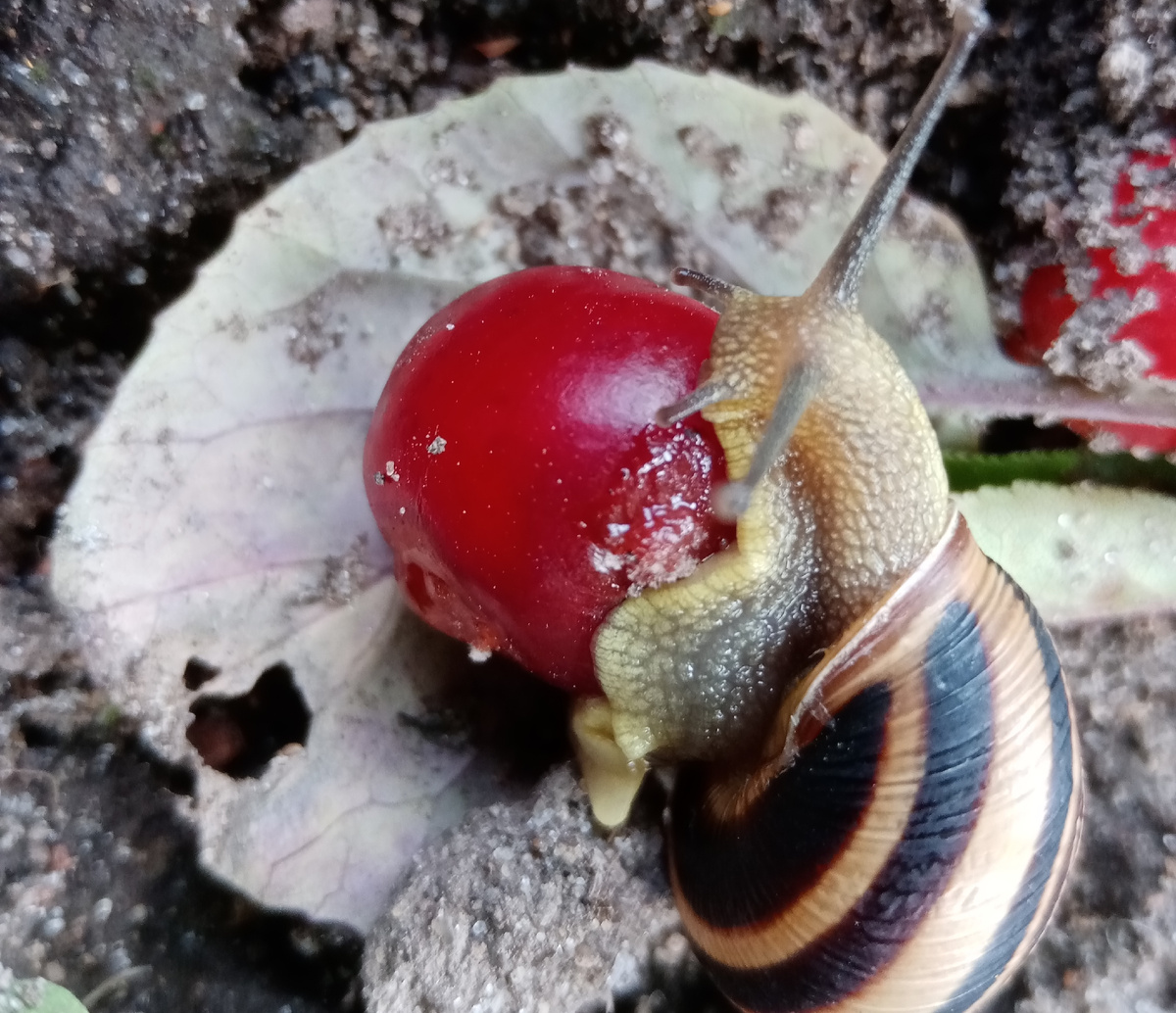 Это про меня. Но не в смысле скорости(улитки довольно шустрые), а в смысле ягодок... 