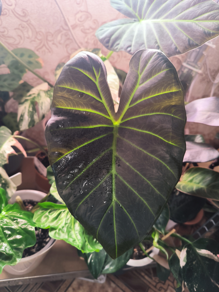 Алоказия Регал Шилдс