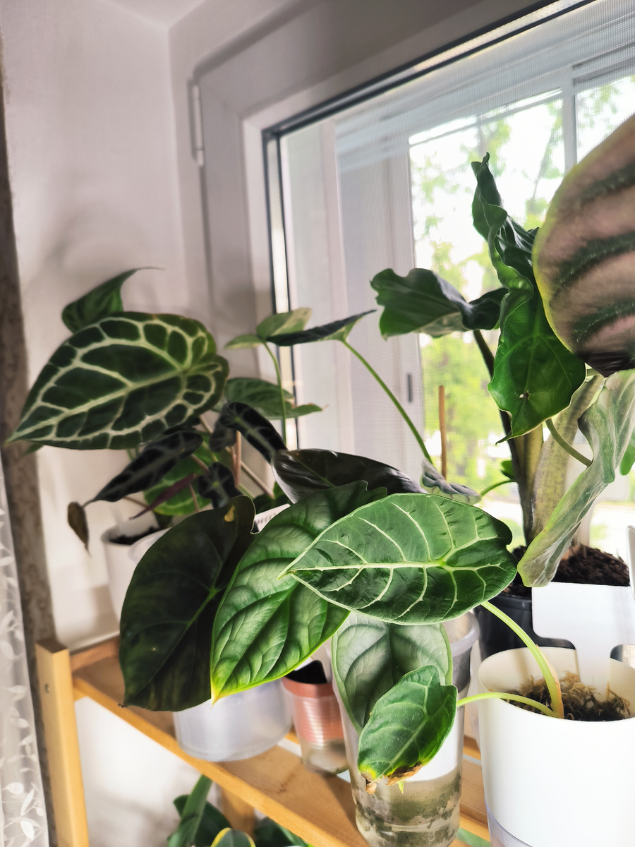 Алоказии на фитильном поливе