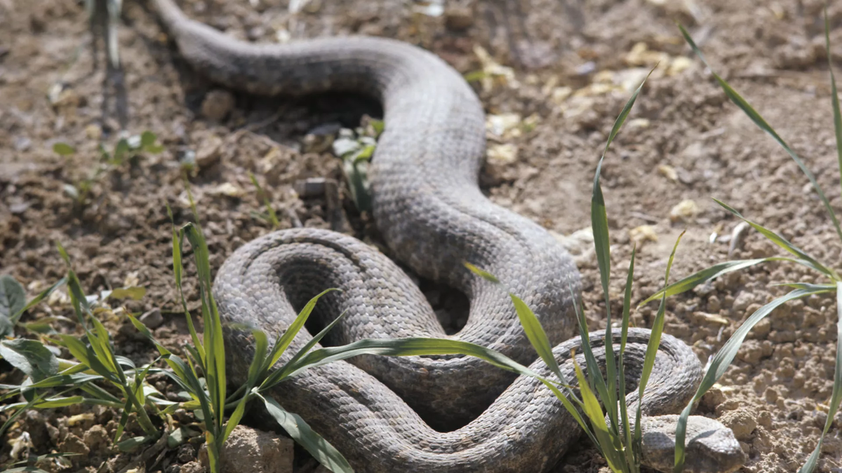 © photo: Sputnik / A. Varfolomeev 