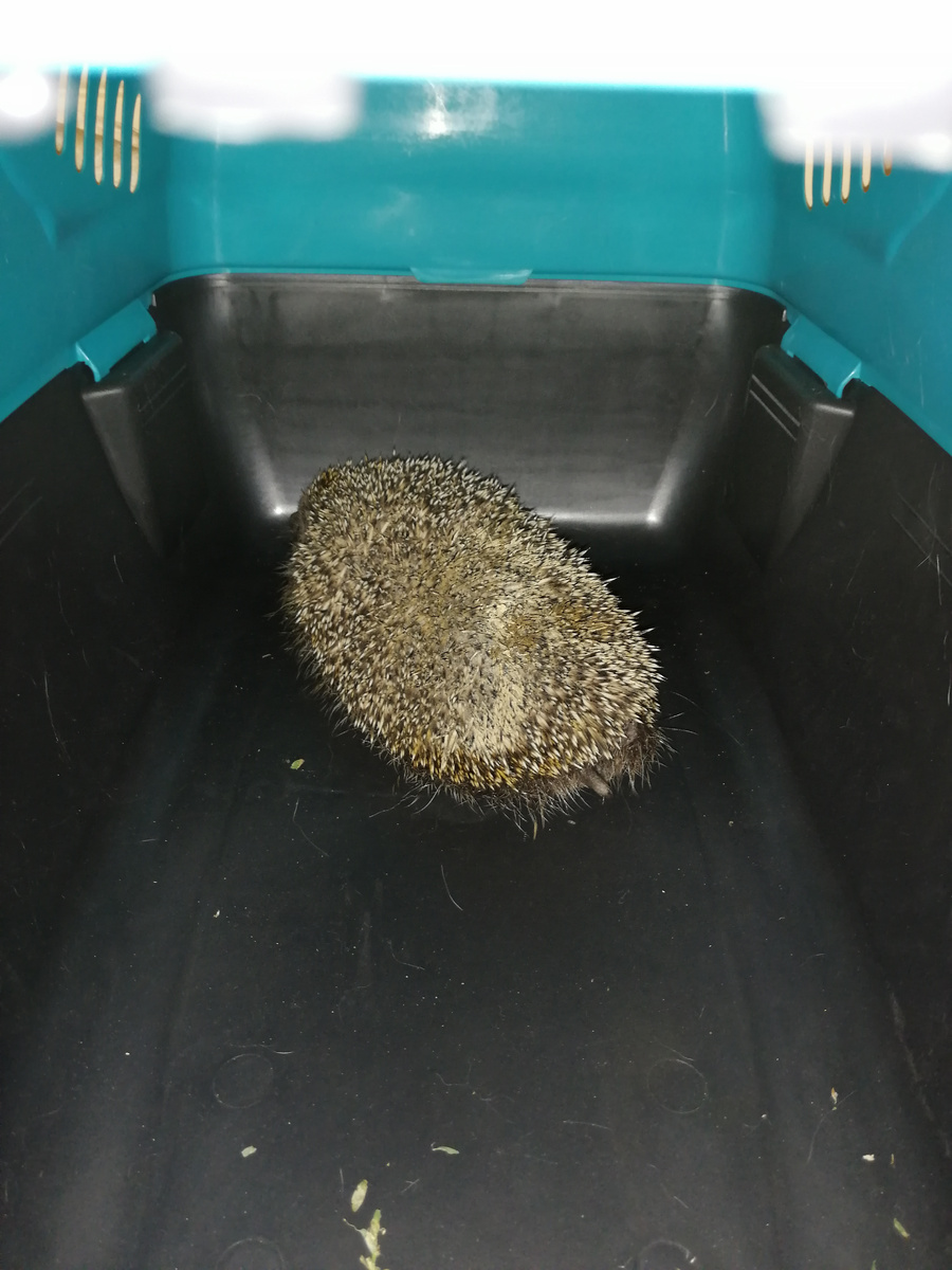 Ежа назвали Петровичем. Он спит. 