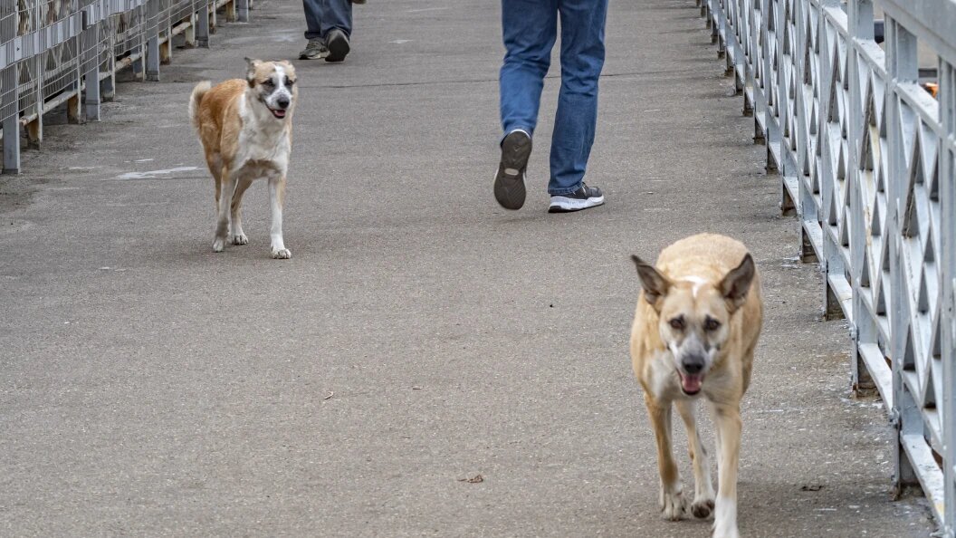    Фото: Konstantin Kokoshkin/Globallookpress