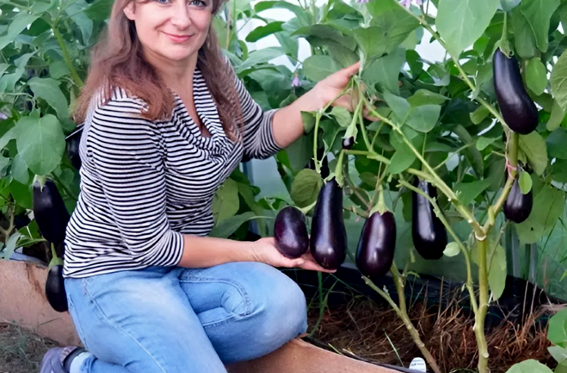 Почему в Азербайджане солят баклажаны с базиликом прямо на кусте?