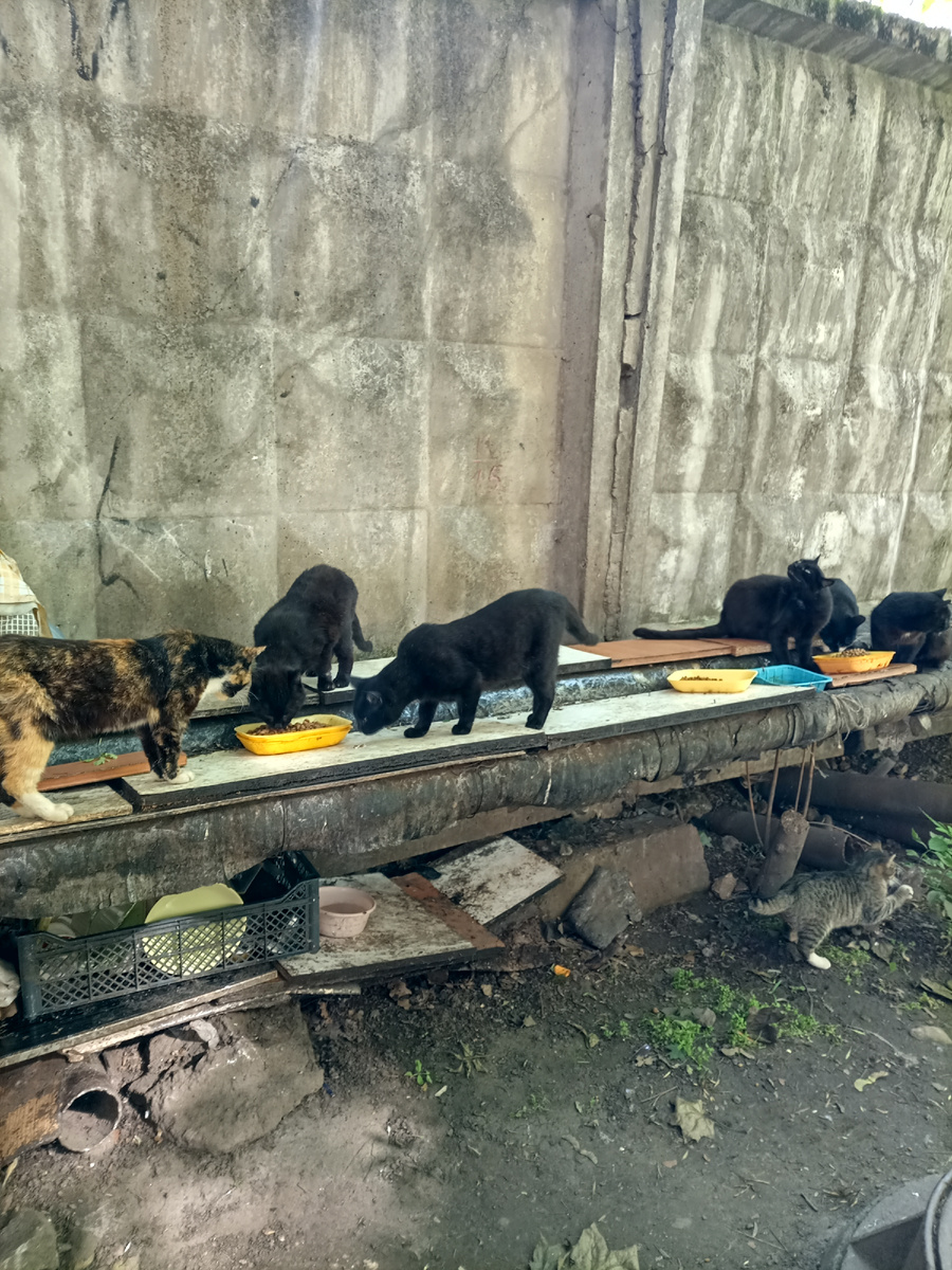 Организованное место кормления