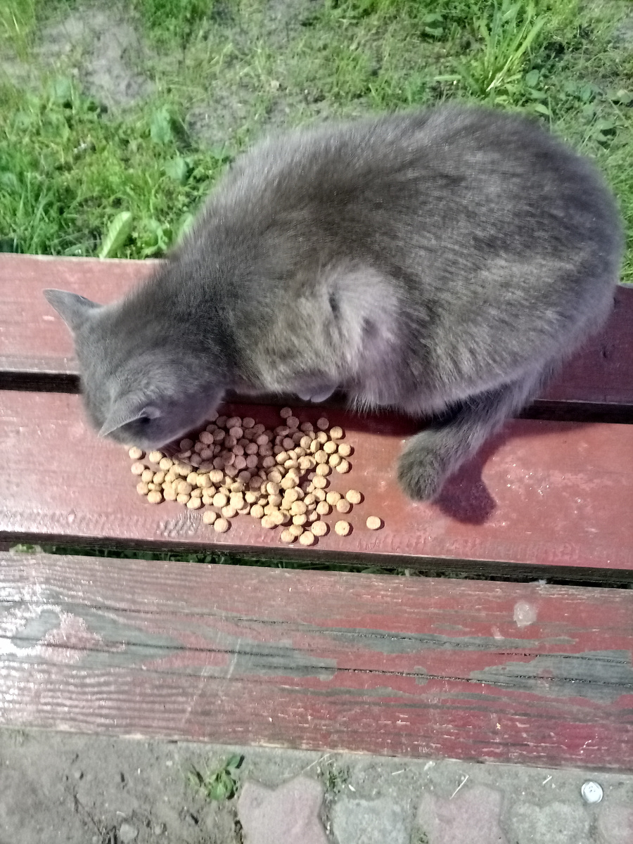 Кормила, кормлю и буду кормить! С 2000 г.