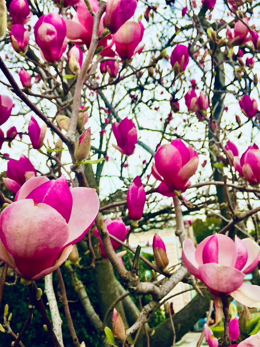 Я сфотографировала магнолию в Ялте 