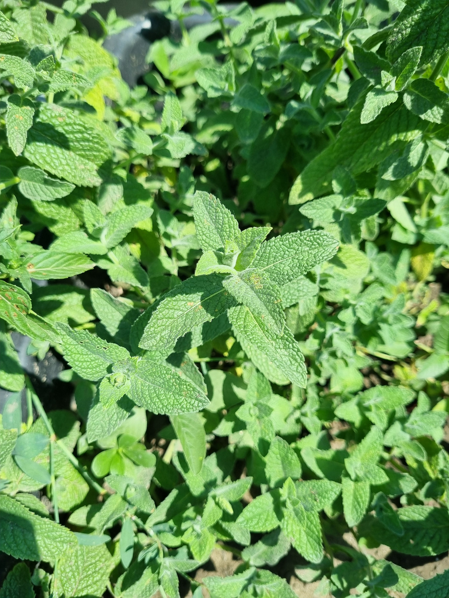 Мята Ландыш. 2 недели после срезания