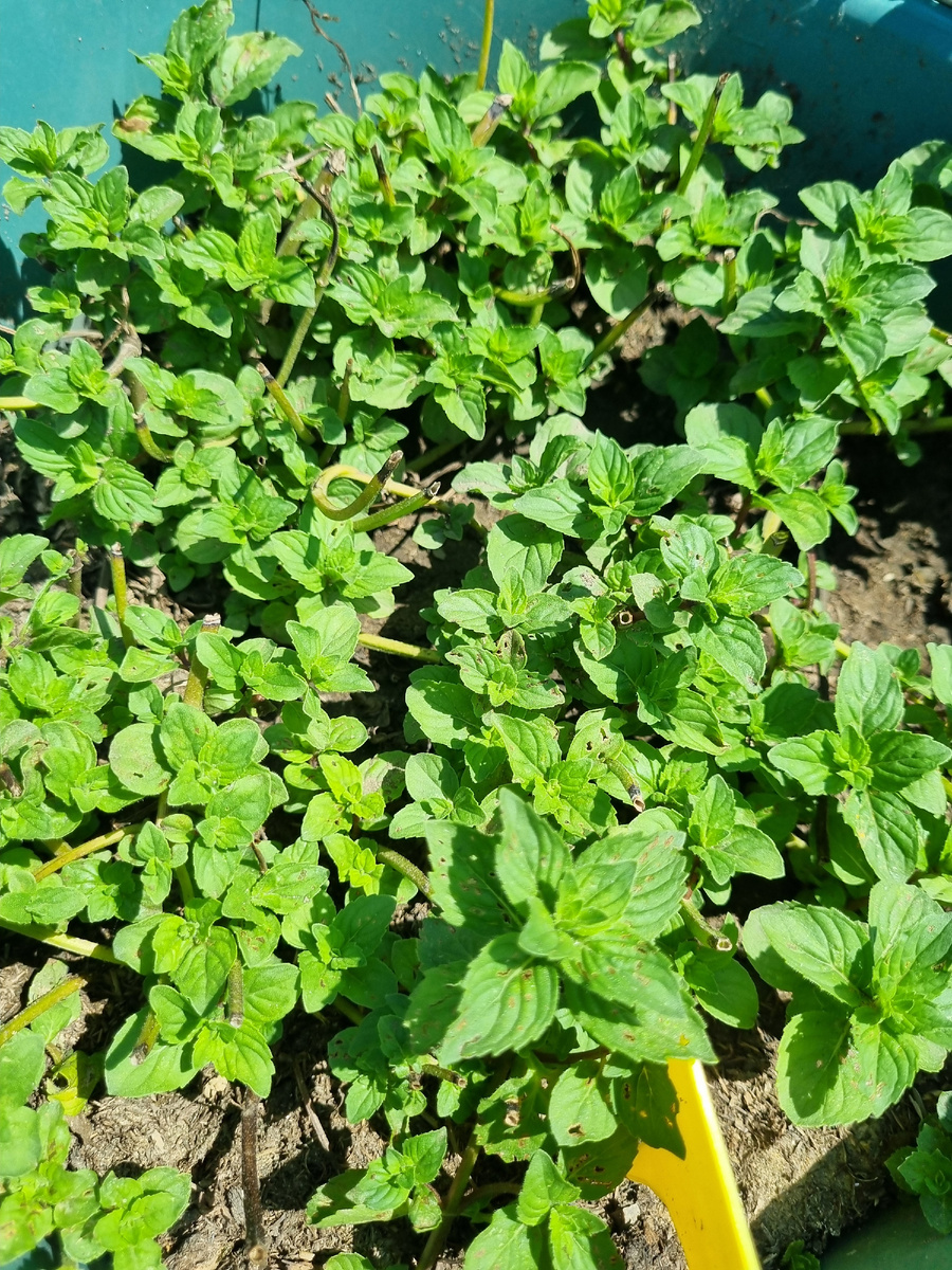 Фруктовый Сорбет. Неделя после сбора