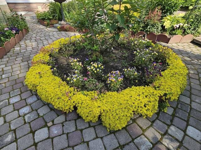 1. Очиток едкий 'Elegans Geel'