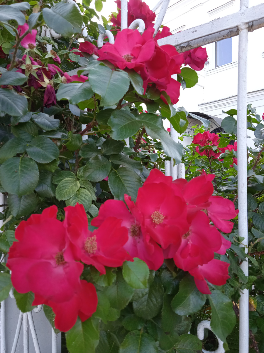 Парковые розы 