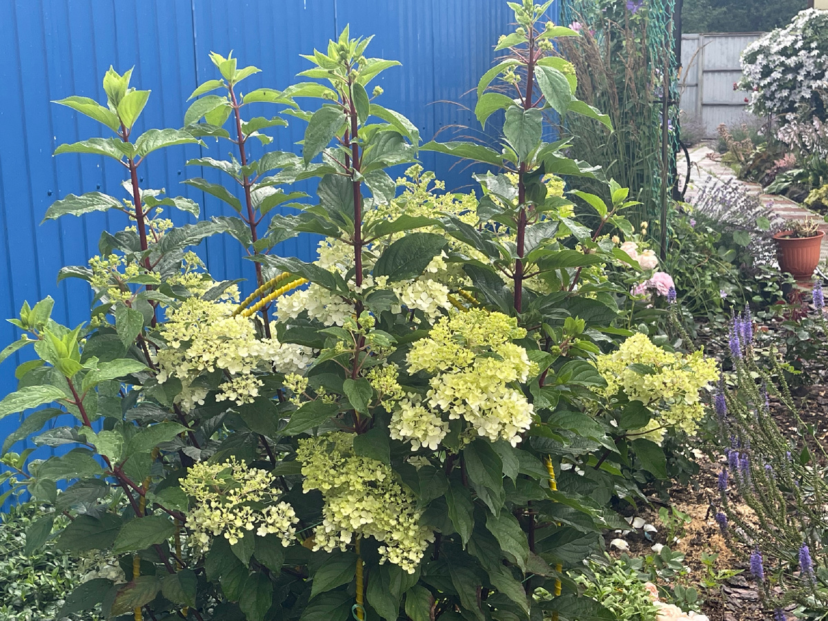 Ванилла фрейз