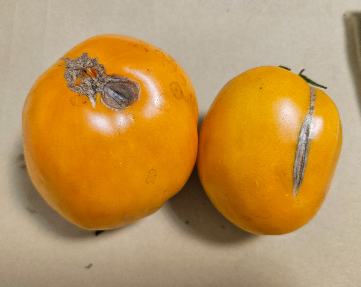 Плоды сорта "Медовый спас"