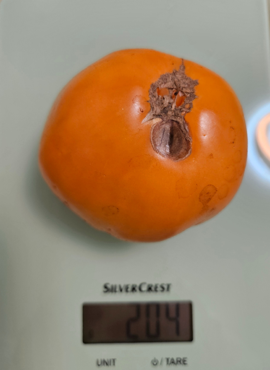 Сорт "Медовый спас"