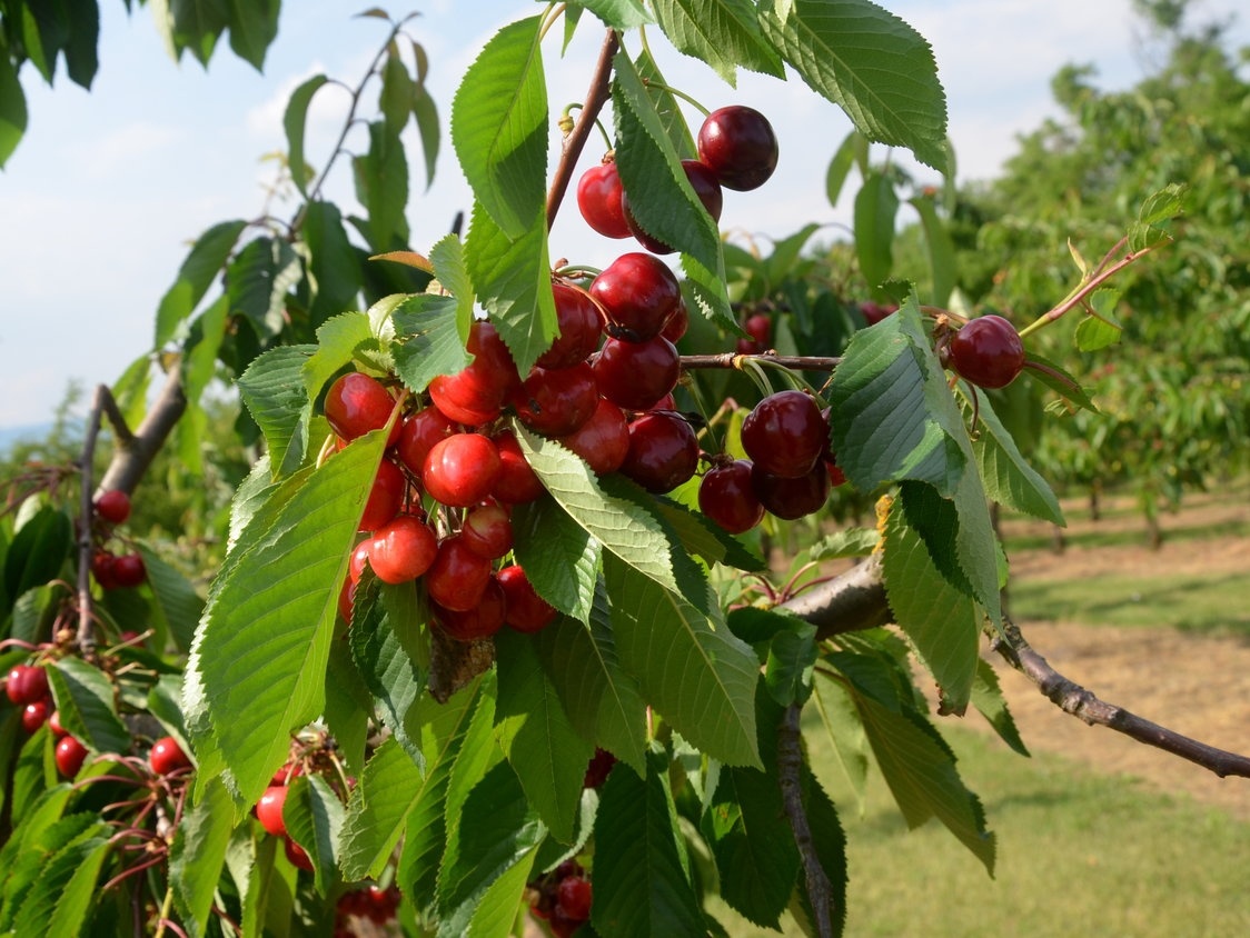 Черешня Фатеж. Фото: septik.guru