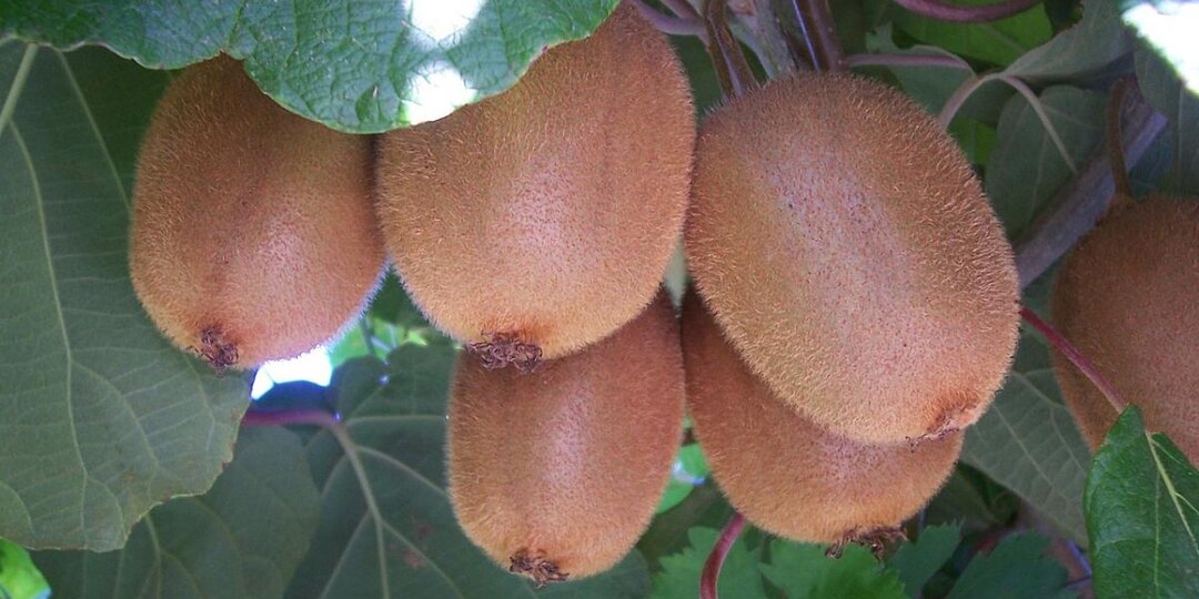 Как посадить киви в домашних условиях — пошагово