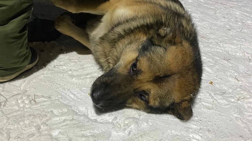 Родственники выгнали пса на улицу, но теперь мы, и его новая семья, благодарим их за это