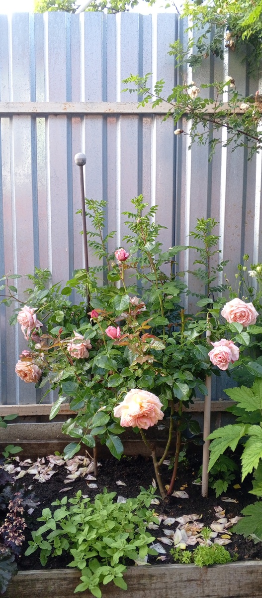 Абрахам Дарби. ей уже 2 годика, фото 2025 г.