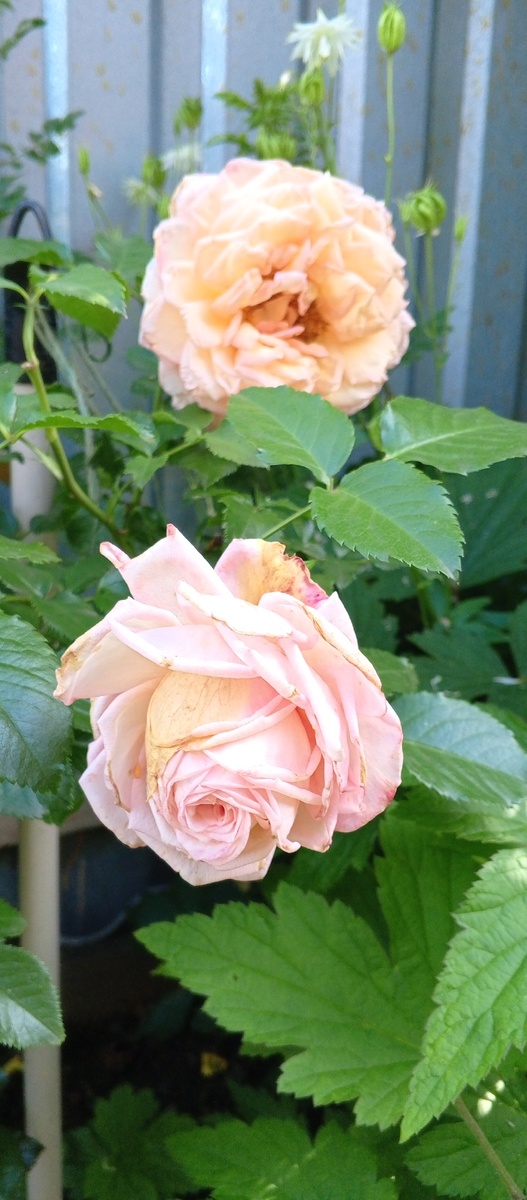 дождь портит бутоны, фото 2025г.