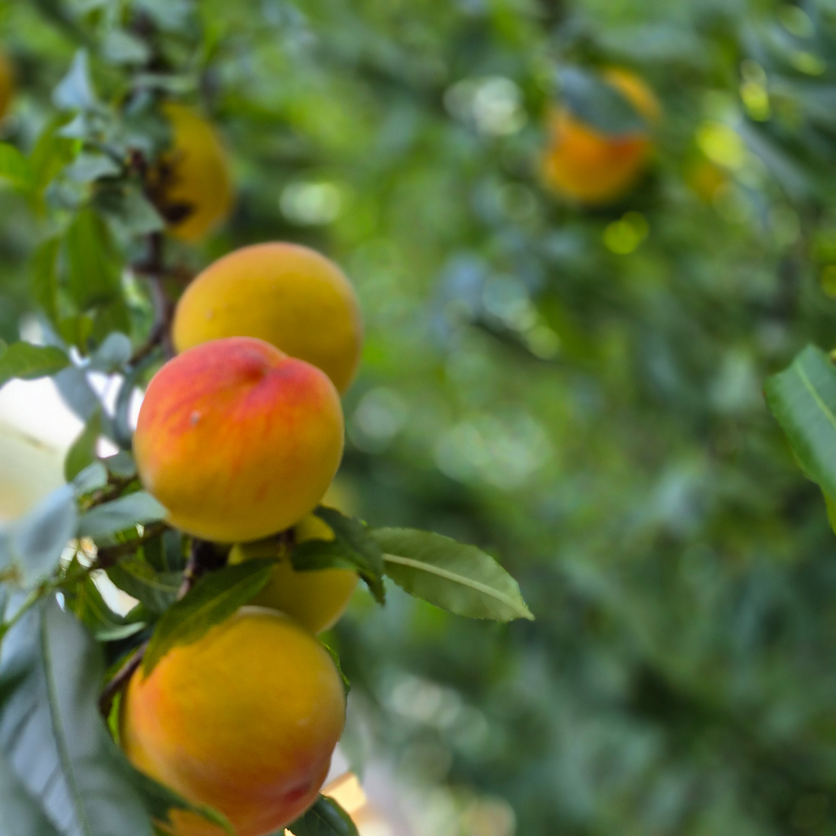 Сейчас в Крыму сезон персиков. 