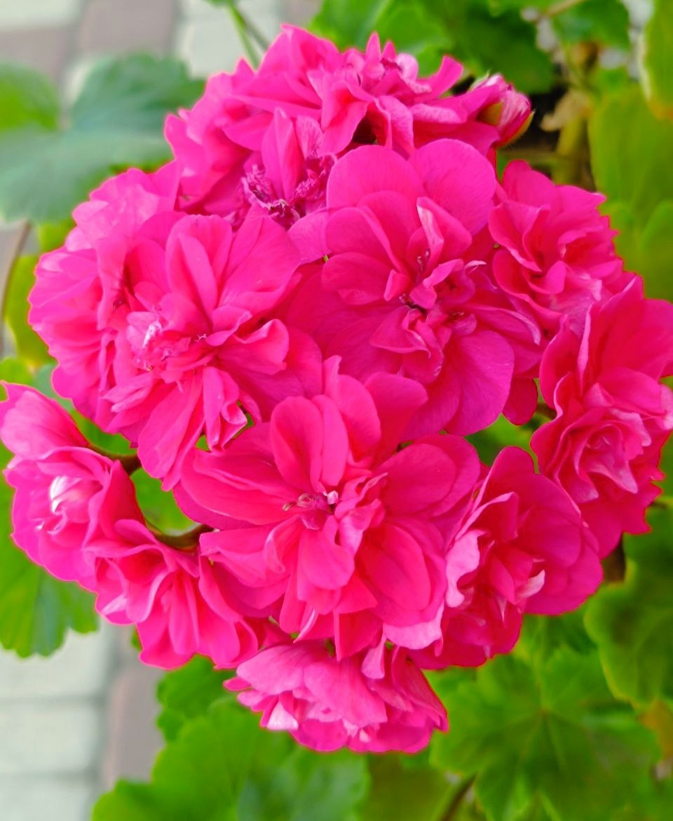 ТА Монако. Мне очень нравится  оттенок 