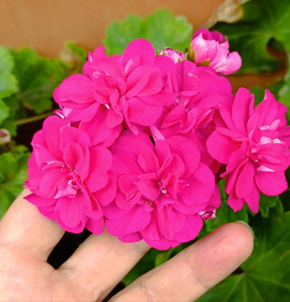 ТА Монако. Цветы махровые. Изнанка лепестка светлая, почти белая. 