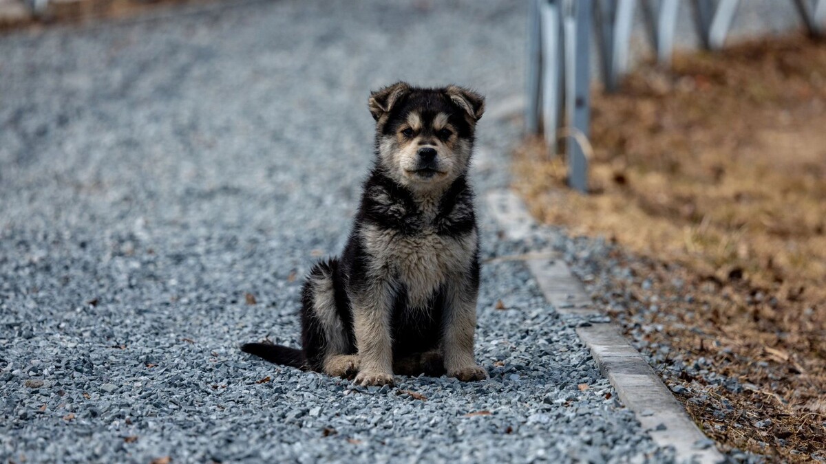    Фото: Сергей Зубков/«Ямал-Медиа»