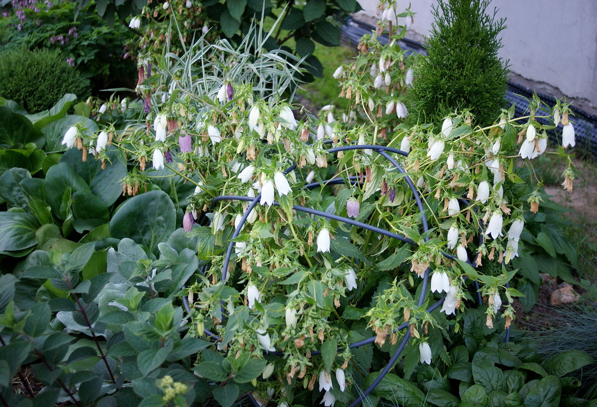 Колокольчик прямо перед уборкой. Цвёл примерно три недели. 
