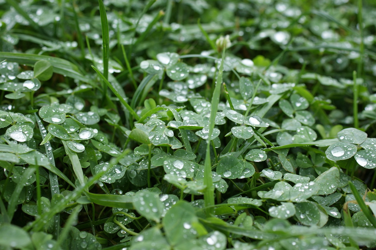 Банальный же клевер, а такое чудо! Целый серебряный ковёр!